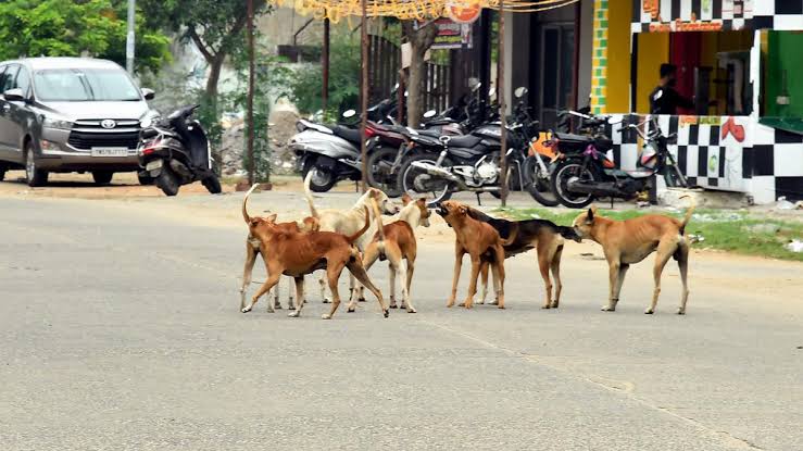 Rising Stray Dog Population in Pimpri Chinchwad Sparks Safety Concerns