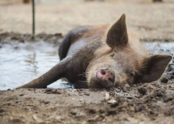 Concerns Rise as Guillain-Barré Syndrome Cases Surge and Mysterious Pig Deaths Sweep Kothrud