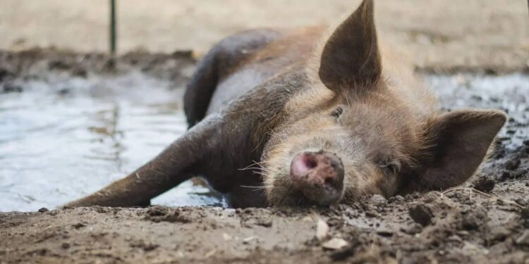 Concerns Rise as Guillain-Barré Syndrome Cases Surge and Mysterious Pig Deaths Sweep Kothrud