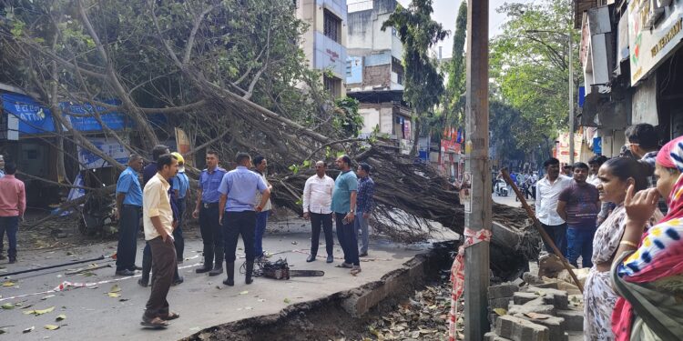 Tree Falls Due to Roadwork in Phadke Haud; Traffic Disrupted