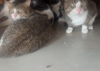 300+ Cats Found in Residential Flat, Authorities Order Relocation Within 48 Hours