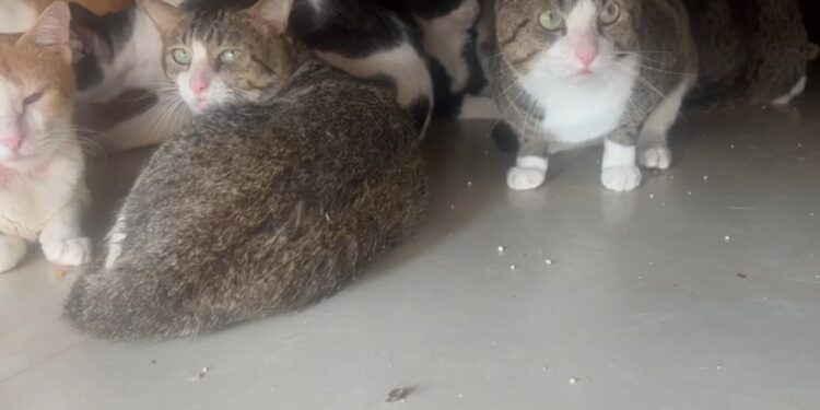 300+ Cats Found in Residential Flat, Authorities Order Relocation Within 48 Hours
