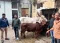 Major Raid at Pune Slaughterhouse: Cattle Rescued, Large Meat Seizure Made