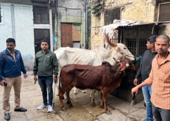 Major Raid at Pune Slaughterhouse: Cattle Rescued, Large Meat Seizure Made