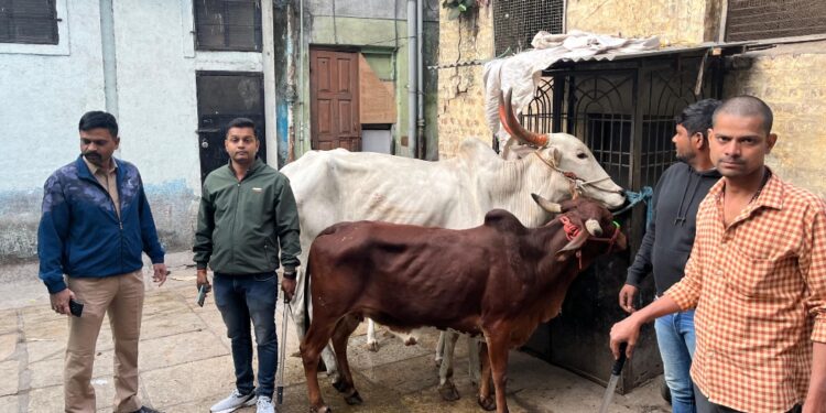 Major Raid at Pune Slaughterhouse: Cattle Rescued, Large Meat Seizure Made
