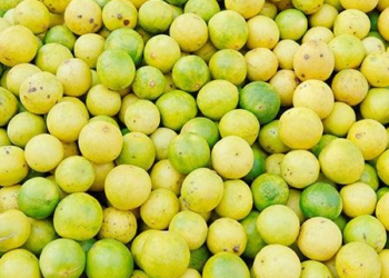 Rising Heat Causes Surge in Lemon Prices in Pune, With Supply Strain and Water Shortage