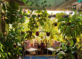Pune Techie Transforms Balcony into a Thriving Mini Jungle with 500 Plants