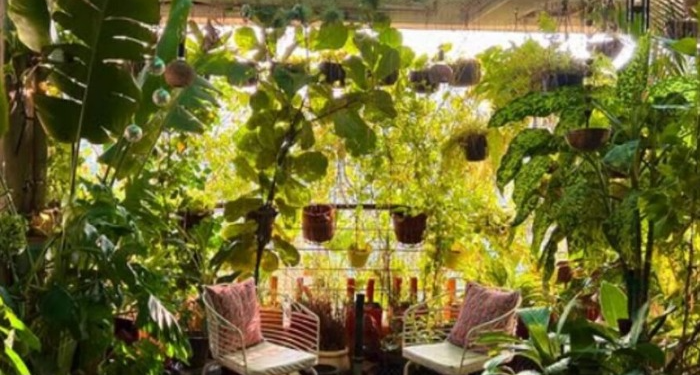 Pune Techie Transforms Balcony into a Thriving Mini Jungle with 500 Plants