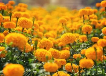 Punes Flower Market Sees High SupplyMarigold Prices Drop Ahead of Gudi Padwa