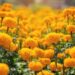 Punes Flower Market Sees High SupplyMarigold Prices Drop Ahead of Gudi Padwa