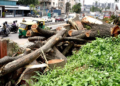 Environmental Concerns Raised Over Tree Felling for Pune Metro Project