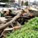 Environmental Concerns Raised Over Tree Felling for Pune Metro Project