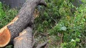 Pune Tree Census Goes PublicActivists Push for Stricter Action