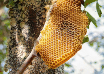 Case Filed Against Society Member and Honey Extractors for Unsafe Beehive Removal and Illegal Honey Sale