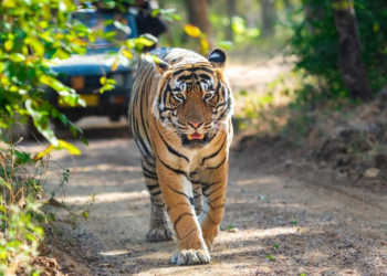 Tiger Attack Claims Life of 60-YearOld Man in ChandrapurMissing Cubs Safely Rescued