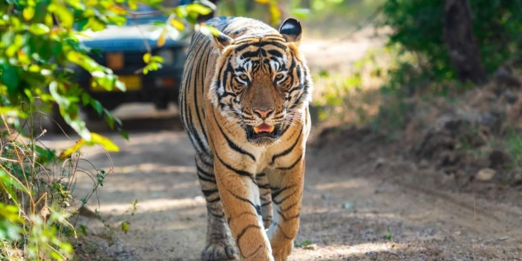 Tiger Attack Claims Life of 60-YearOld Man in ChandrapurMissing Cubs Safely Rescued