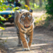 Tiger Attack Claims Life of 60-YearOld Man in ChandrapurMissing Cubs Safely Rescued