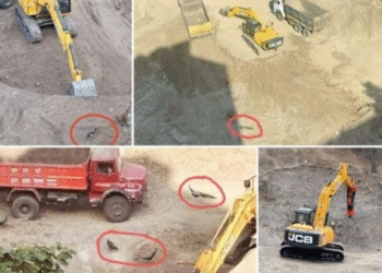 Kothrud Residents to Stage Peaceful Earth Day Protest Against MIT-WPU Expansion