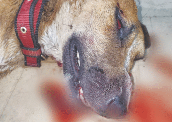 Puppy Brutally Assaulted by Illegal Hawkers on Punes MG Road FIR Registered