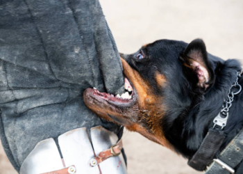 Engineer Attacked by Rottweiler While Jogging in Pune Handler Booked