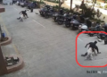 Stray Dog Bites Man at Housing Society CCTV Footage Goes Viral