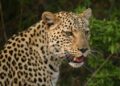 Tragic Leopard Attack Claims Life of Infant in Daund Pune