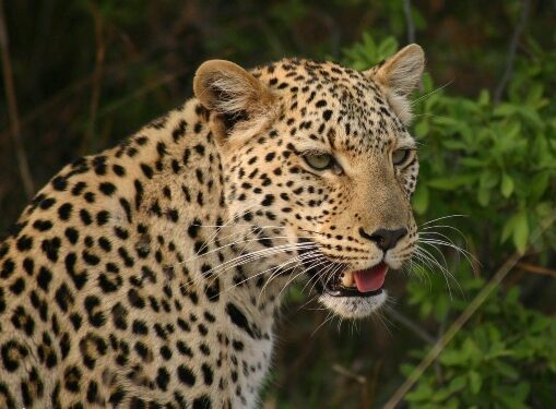 Tragic Leopard Attack Claims Life of Infant in Daund Pune