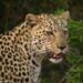 Tragic Leopard Attack Claims Life of Infant in Daund Pune