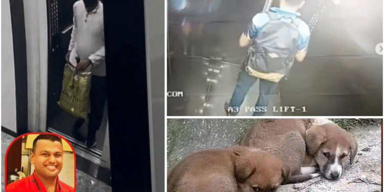 Pimpri-Chinchwad Man Arrested for Allegedly Poisoning 12 Stray Dogs Inside Housing Society