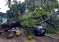 Heavy Rains Uproot Trees at Five Locations in City Fire Brigade Clears Roads Promptly