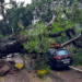 Heavy Rains Uproot Trees at Five Locations in City Fire Brigade Clears Roads Promptly