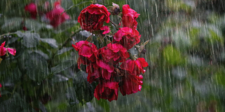 RainThunderstorms Forecast for Maharashtra IMD Issues Alerts for 25 Districts Including Mumbai and Pune