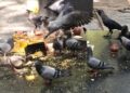 Punes Pigeon Problem Disrupts Funeral Rites Sparks Calls for Wildlife Management