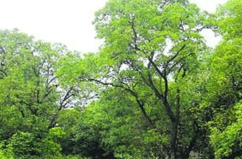 Punes Green Cover Shrinks by 34% Study Warns of Environmental Fallout from Urban Expansion