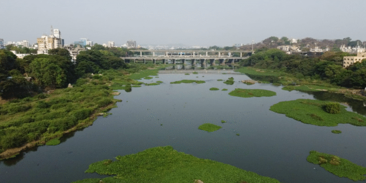 Mula River Project Sparks Environmental Concerns Wildlife at Risk