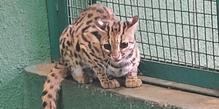 Indias First Captive-Born Leopard Cat Cub Thrives at Punes Rajiv Gandhi Zoo