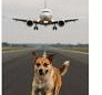 Stray Dog on Runway Delays Air India Express Flight at Pune Airport by Nearly an Hour
