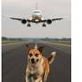 Stray Dog on Runway Delays Air India Express Flight at Pune Airport by Nearly an Hour