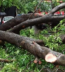 Young Woman Injured After Tree Falls on Her in Pashan