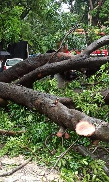 Young Woman Injured After Tree Falls on Her in Pashan