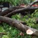 Young Woman Injured After Tree Falls on Her in Pashan