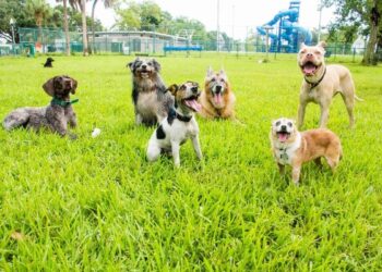 Kharadi Likely to Get Punes First Dedicated Dog Park as PMC Identifies Suitable Plot