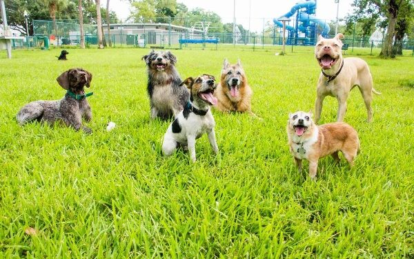 Kharadi Likely to Get Punes First Dedicated Dog Park as PMC Identifies Suitable Plot