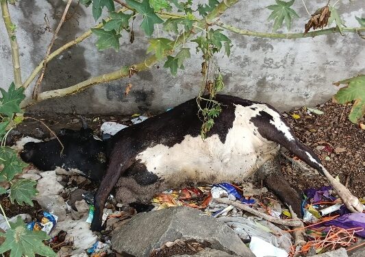 Unclaimed Cow Lies Dead for Two Days in Kalas Mhaske VastiCitizens Outraged Over PMC Negligence