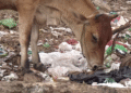 Plastic Waste Threatens the Health of Cattle in Pune