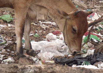 Plastic Waste Threatens the Health of Cattle in Pune