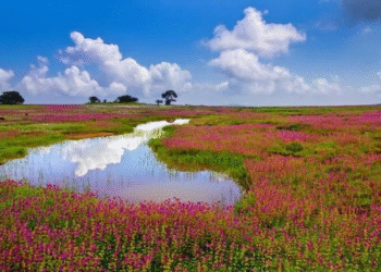 Satara District Shuts Tourist Hotspots Amid Monsoon Safety Concerns Until August 19