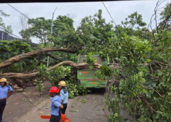Tree Falls on Moving PMPML Bus Near Chinchwad Station Seven Passengers Sustain Minor Injuries