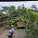 Tree Falls on Moving PMPML Bus Near Chinchwad Station Seven Passengers Sustain Minor Injuries