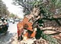 Labourer Dies After Falling While Cutting Tree in Baner FIR Filed Against Contractor and Society Office Bearers